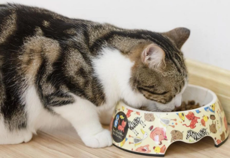 养猫根本不需要买的东西
