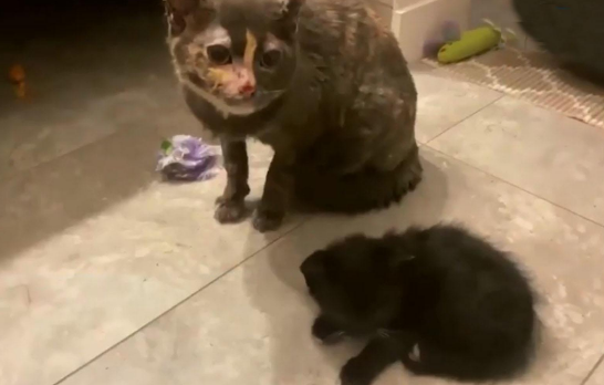 猫妈冲进火场救小猫，全身被烧焦，换来一句“没钱治疗”