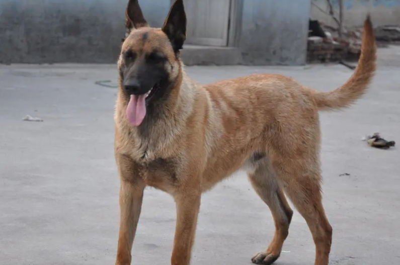 马犬怎样喂养才能强壮?喂养方法如下。 马犬怎样喂养才能强壮?喂养方法如下。