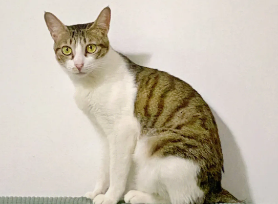 四川简州猫喜欢你的表现