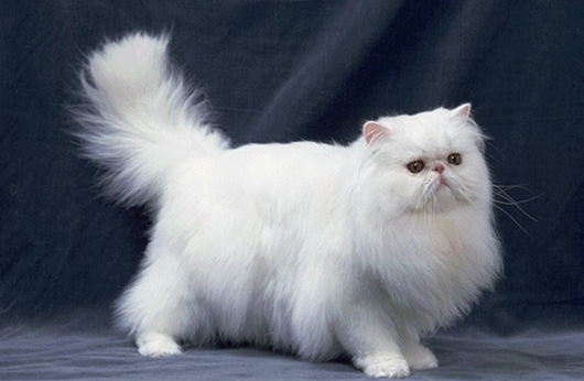 波斯猫的性格怎么样?它有什么特点呢? 波斯猫的性格怎么样?它有什么特点呢?
