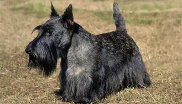 苏格兰梗犬的优缺点是什么，你了解吗