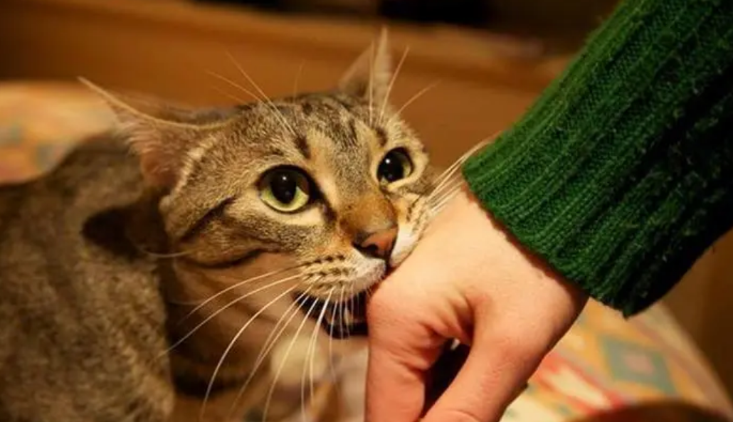 猫为什么咬人的脸