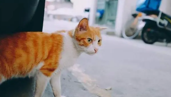 猫跑丢了自己能找到家吗