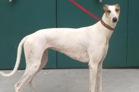 灵缇犬家里怎么养?主人要注意什么?-宠物网