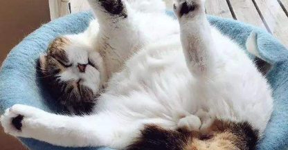 猫咪睡觉双腿悬空是为什么啊