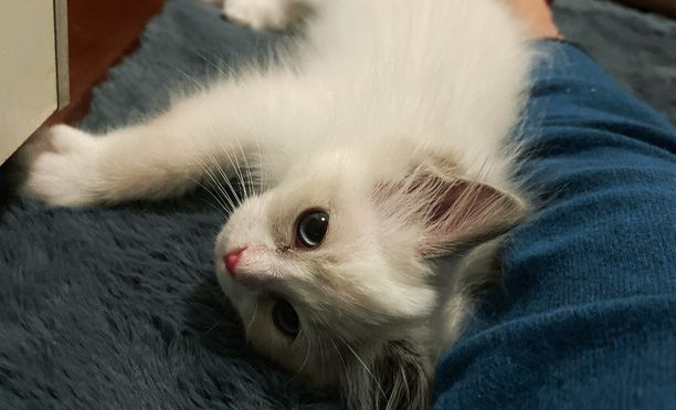 猫咪为什么会提前发情
