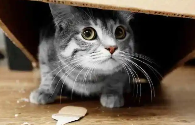 猫藏在家里找不到了怎么找