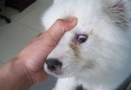 细小犬瘟初期症状是什么