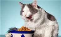 猫咪能不能吃鸭头