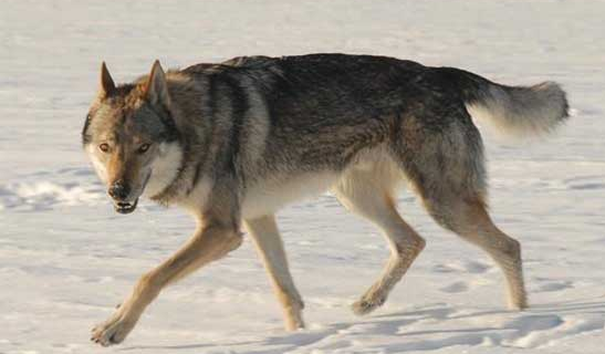 捷克狼犬可以办狗证吗？答案在这里
