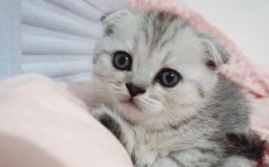 银渐层折耳猫为什么不能养?来这里get下吧 银渐层折耳猫为什么不能养?来这里get下吧