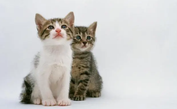 道士为啥不喜欢猫