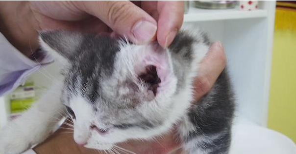 猫耳螨上完药都爬出来了 猫耳螨上完药都爬出来了