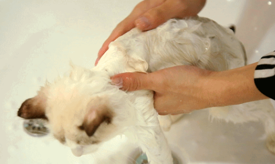 猫咪把头伸进水是为什么