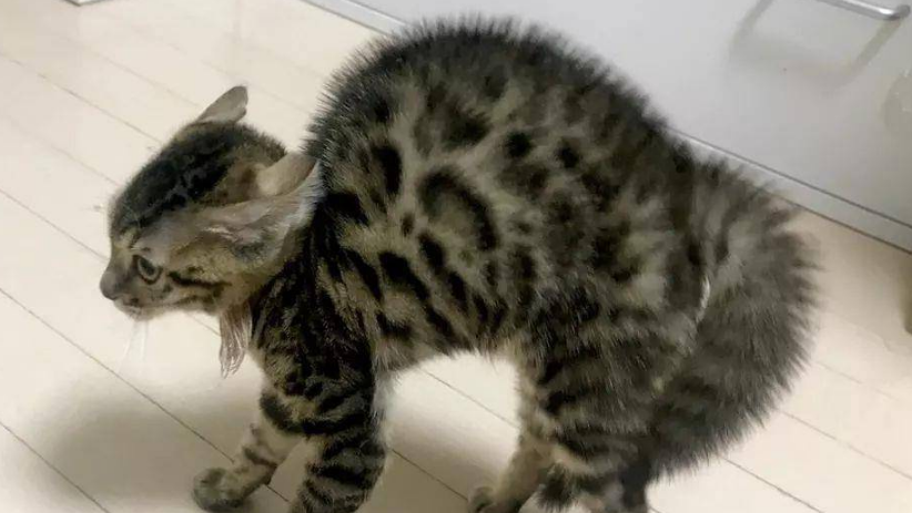 猫咪频繁炸毛是为什么