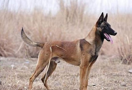 马犬吃剩菜剩饭可以吗?需要注意以下几点! 马犬吃剩菜剩饭可以吗?需要注意以下几点!