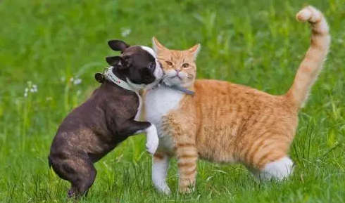 为什么潮汕人都养猫狗狗呢 为什么潮汕人都养猫狗狗呢