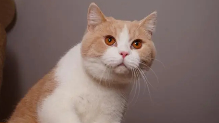 猫咪拉屎为什么是绿色的怎么回事 猫咪拉屎为什么是绿色的怎么回事