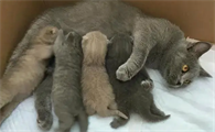 母猫怀了自己儿子的小猫