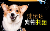 宠物店能办理宠物托运吗