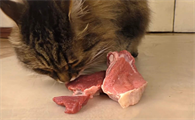 猫咪只能吃牛肉吗为什么呢
