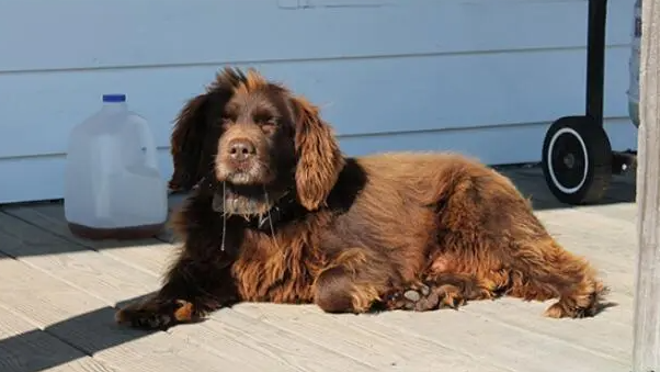 博伊金猎犬毛发怎么美容?快来看看吧 博伊金猎犬毛发怎么美容?快来看看吧