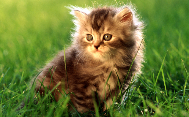 8平米的小房间能养猫吗