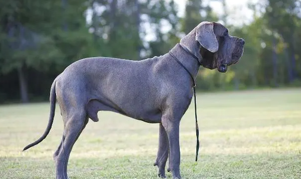 宠文详解：德国大丹犬饲养须知有哪些？