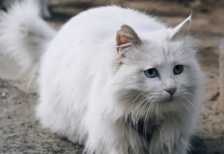 山东狮子猫得了猫瘟怎么治疗？猫瘟怎么痊愈？