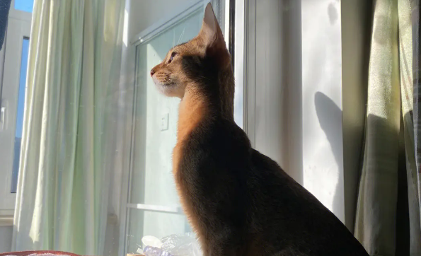 猫咪看到飞鸟为什么会叫个不停 猫咪看到飞鸟为什么会叫个不停