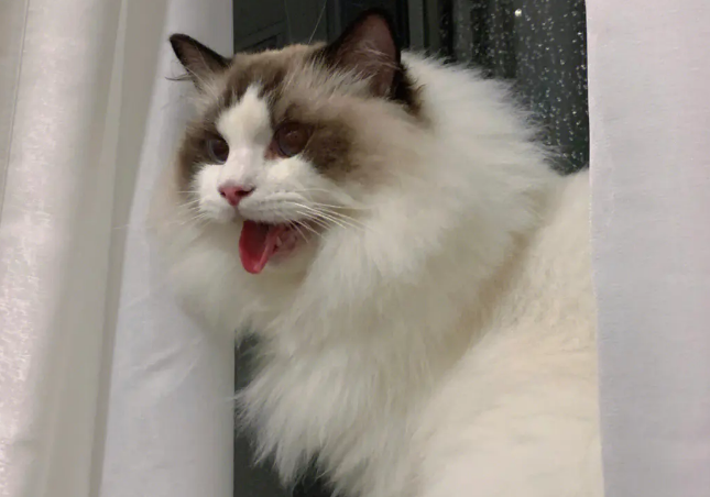 夜晚猫叫像小孩哭忌讳