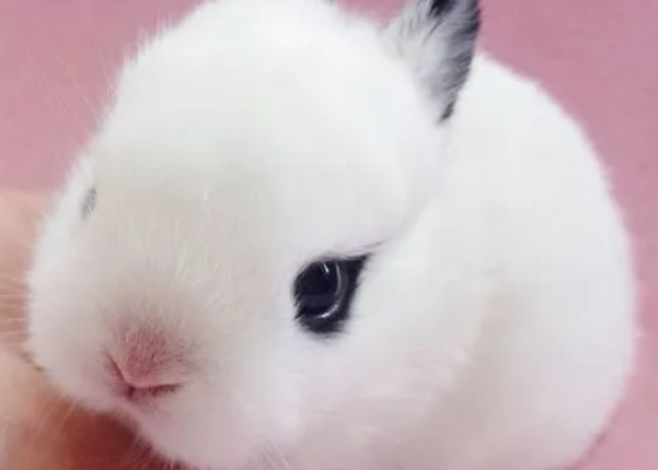 茶杯兔好养吗容易死吗?想养的人看过来 茶杯兔好养吗容易死吗?想养的人看过来