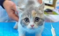 猫咪疫苗为什么要抢救一下