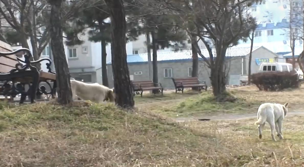 两只狗狗脖子被勒溃烂,抛下幼崽逃离后,半夜回来踏进陷阱 两只狗狗脖子被勒溃烂,抛下幼崽逃离后,半夜回来踏进陷阱