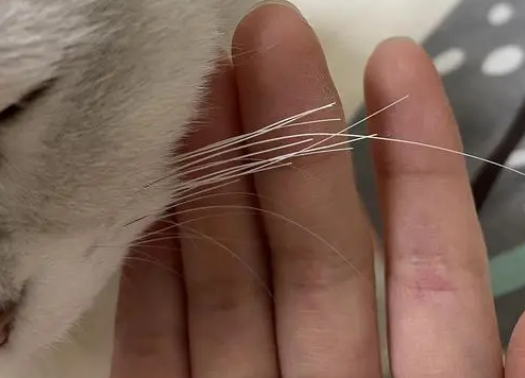 猫咪胡子经常断是什么原因