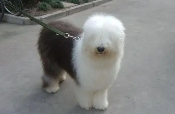 新手了解：古牧犬好养吗？
