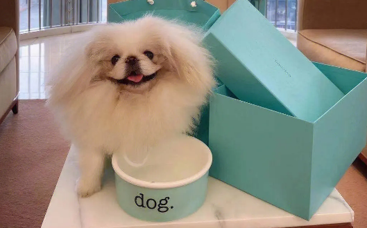北京犬幼犬断奶后喂养方法？几招教你喂好北京犬
