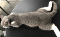 猫走路歪歪扭扭 后腿没劲
