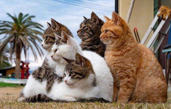 养10只宠物猫一年利润