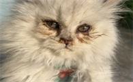 小猫两个眼睛泪汪汪