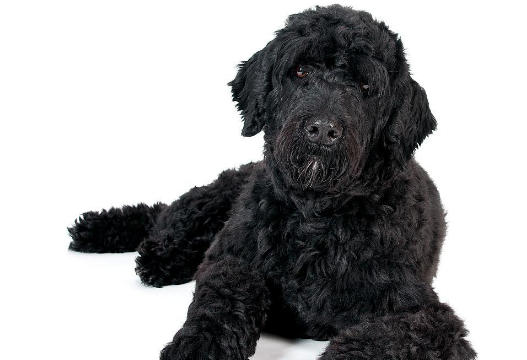 葡萄牙水犬性格怎么样？可以养吗？