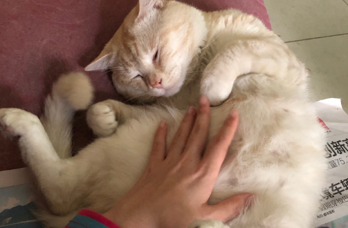我家猫为什么不让摸肚子