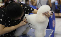 宠物美容培训学校在哪里找