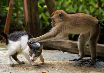 猴子为什么要欺负猫咪视频讲解