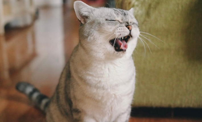 猫咪呼吸很用力正常吗 猫咪呼吸很用力正常吗
