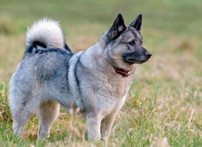 挪威伦德猎犬卧倒怎么训练？怎么让它卧倒？