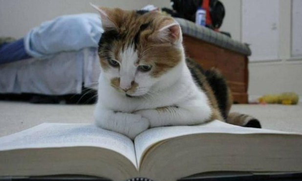 上学照顾不了猫咪怎么办