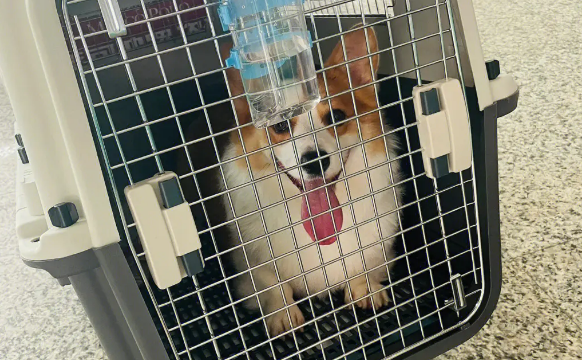 航空公司宠物托运电话