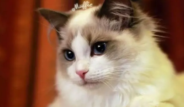 盘点十大可爱猫咪